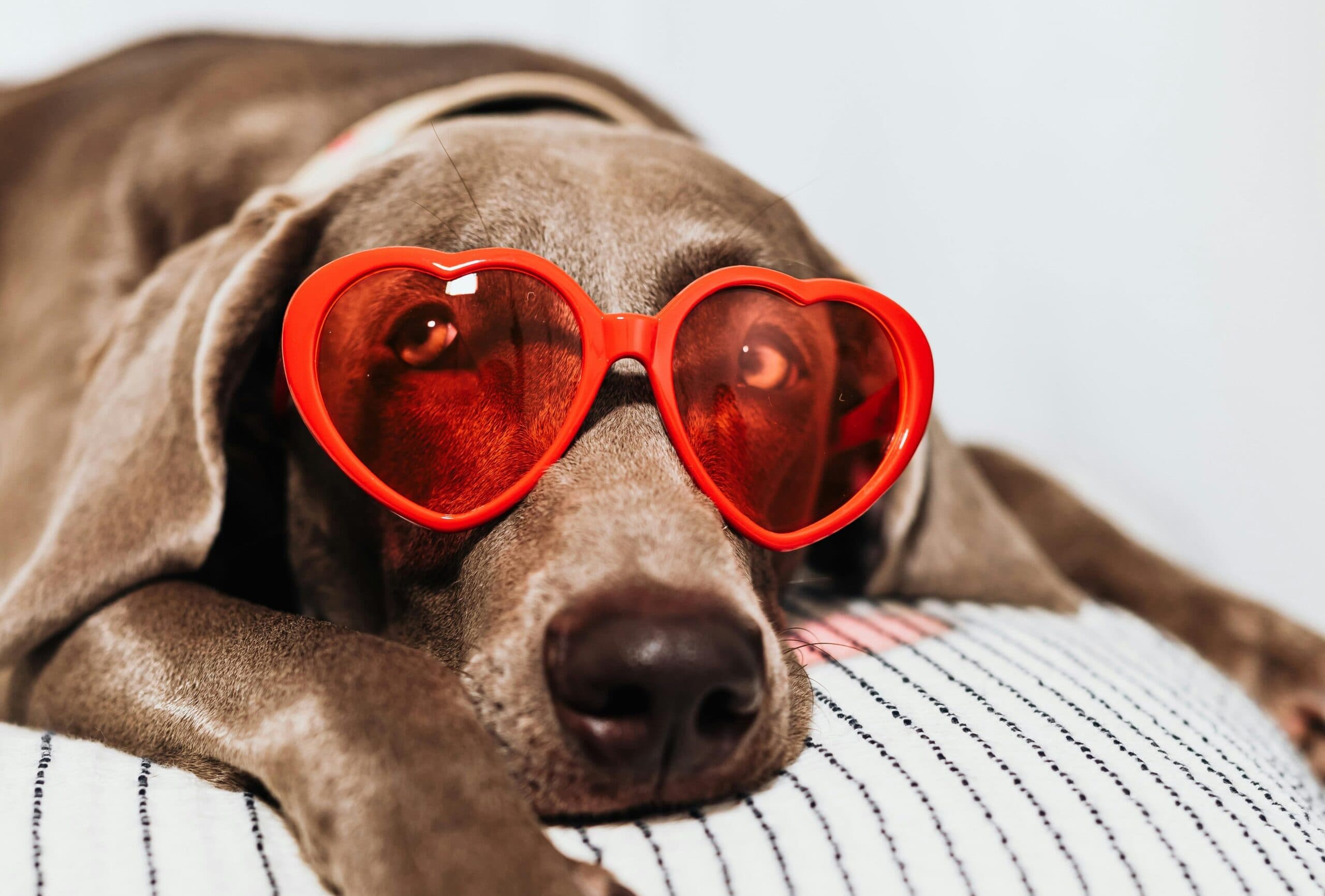 Ilustračná fotografia. Zdroj: pexels.com